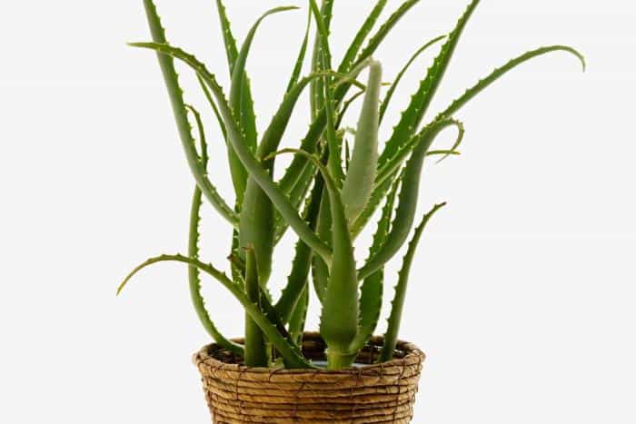 How to Plant Aloe Vera at Home