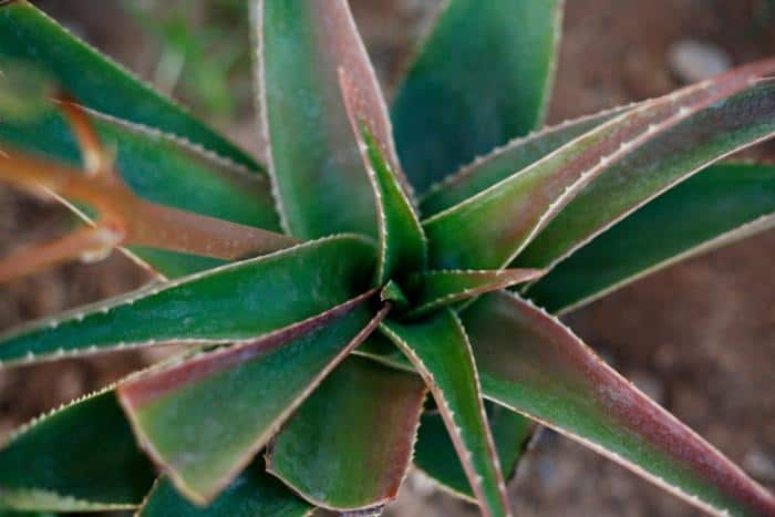 Benefits of Aloe Vera for Melanoma