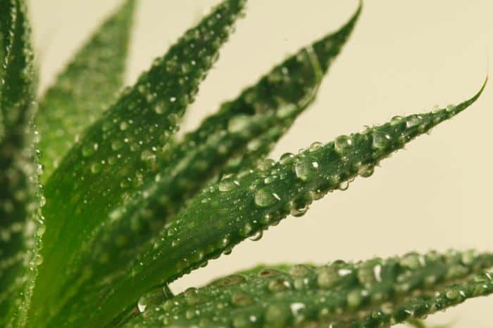 roven Benefits of Aloe Vera For Crohn’s