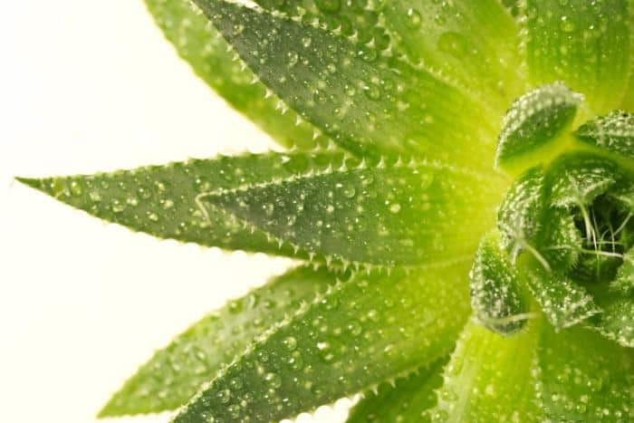 6 Ways Aloe Vera Help With Wrinkles Keeps Your Skin Young