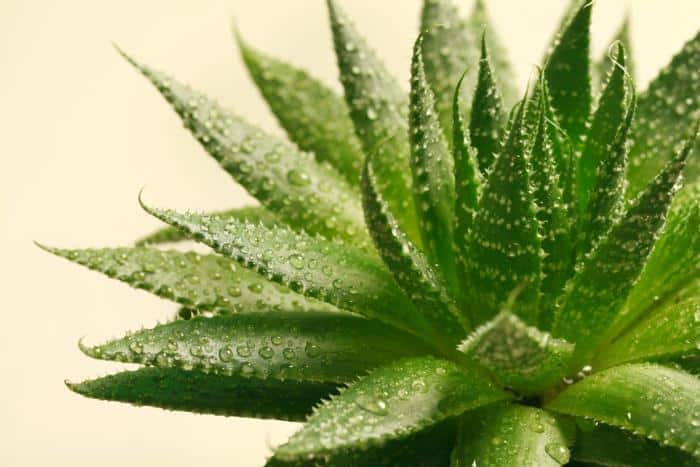 Aloe Vera in Wound Healing & How to Use it