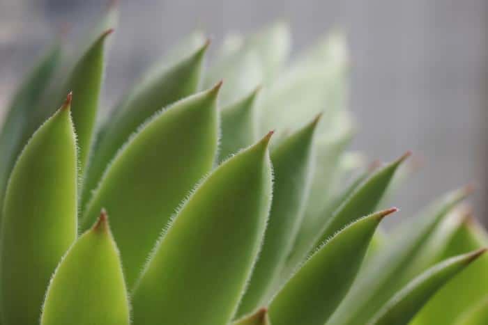 Aloe Vera Promotes Oral Health and Hygiene