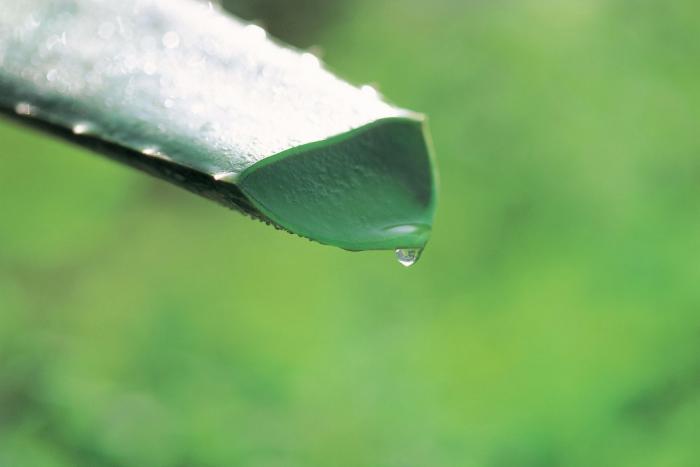 Possible Side Effects of Aloe Vera