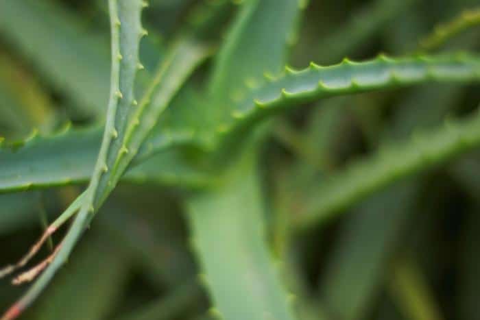 Benefits of Aloe Vera for DOMS