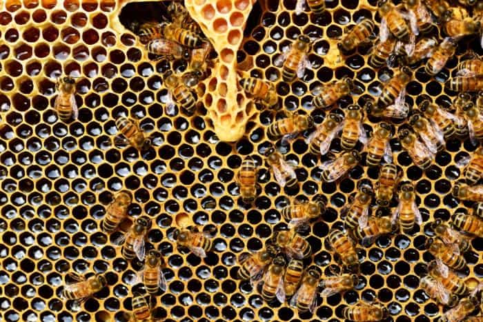 Side Effects of Bee Pollen