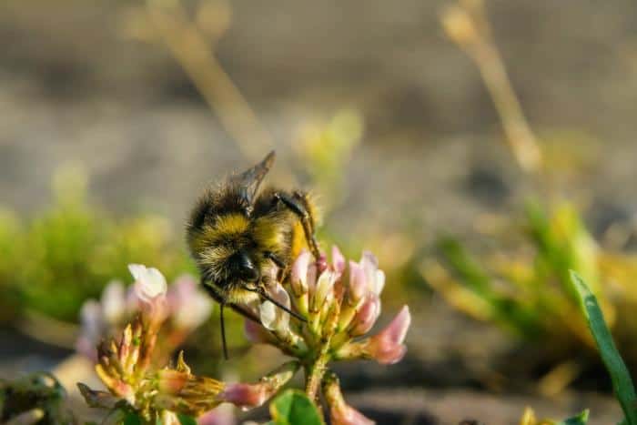 Bee Pollen and Multiple Sclerosis