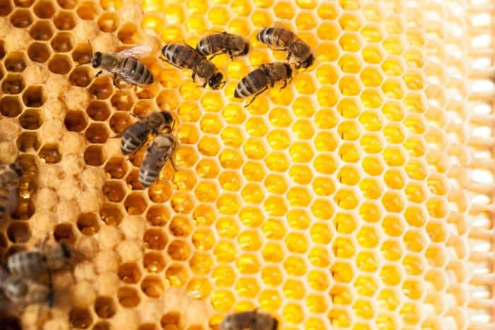 Health Benefits of Bee Pollen