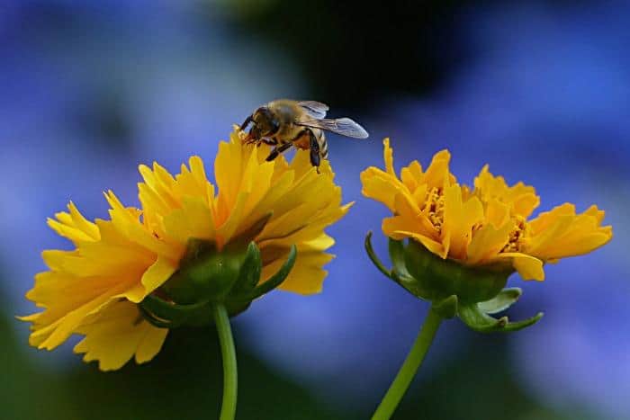 bee pollen for weight loss