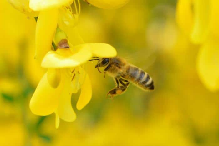 What is Bee Pollen 