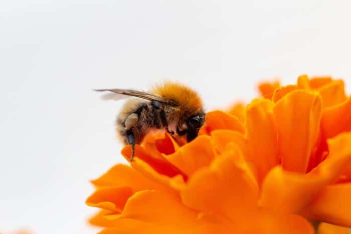 Difference Between Raw Honey and Bee Pollen