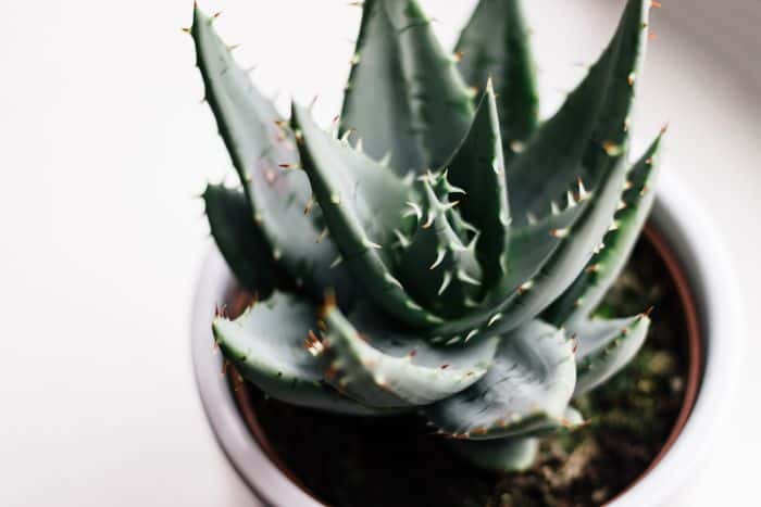 Aloe vera for heartburn