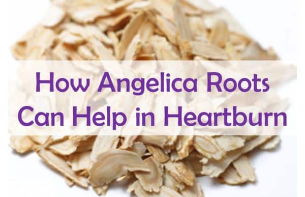 How Angelica Roots Can Help in Heartburn