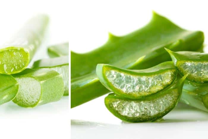 Why Aloe Vera is Great for Yeast Infections