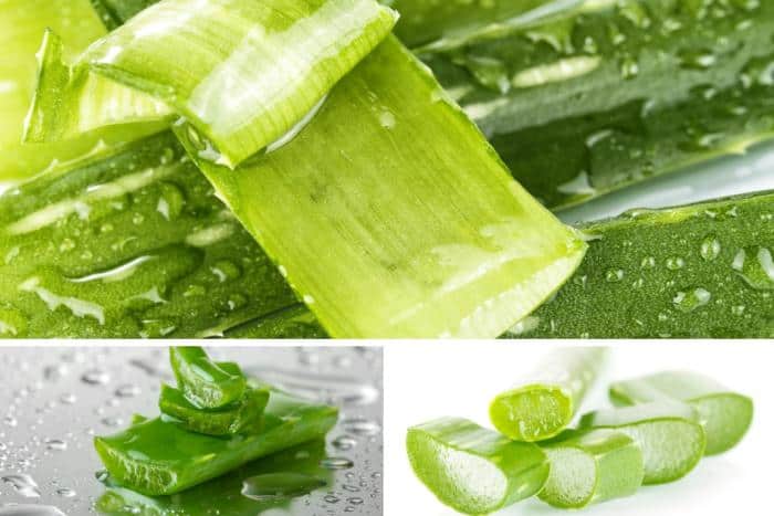 6 Ways Aloe Vera Benefits in Prostate Cancer