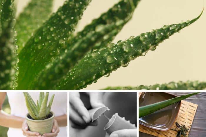 Eating Aloe vera Gel Can Reduce Face Wrinkles