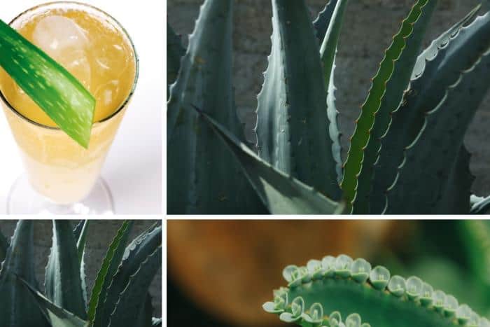 Aloe vera Benefits In Acid Reflux & GERD