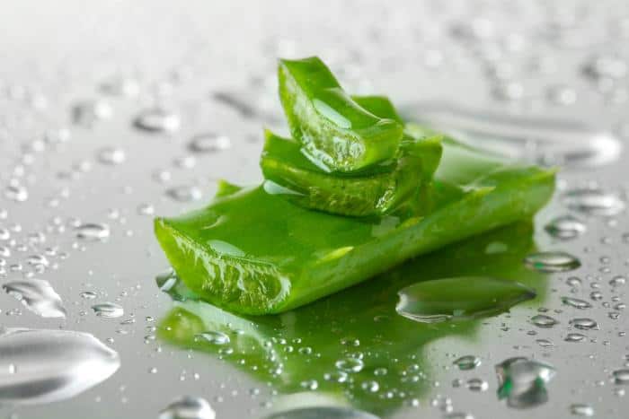 Aloe Vera Can Benefit in Gastritis