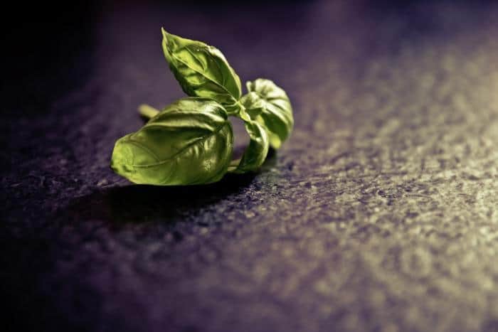 Benefits of Basil Seeds