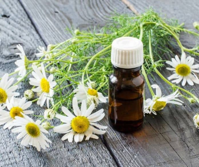 Benefits of Chamomile Essential Oil for Arthritis Patients