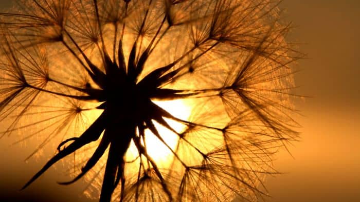 Dandelion benefits in heartburn