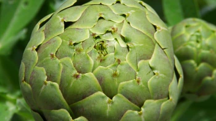 artichoke for heartburn