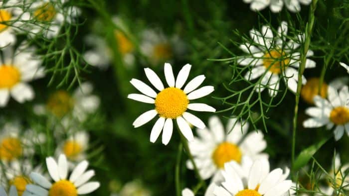 chamomile for heartburn