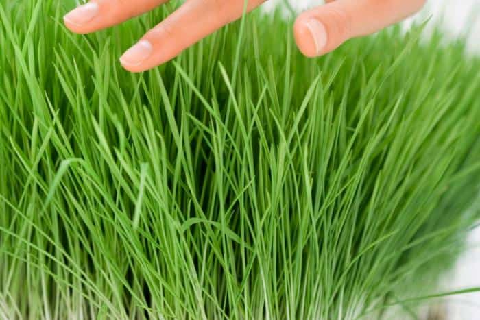 Wheatgrass for sale dogs