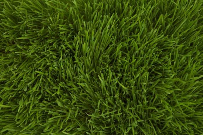 Wheatgrass during Pregnancy