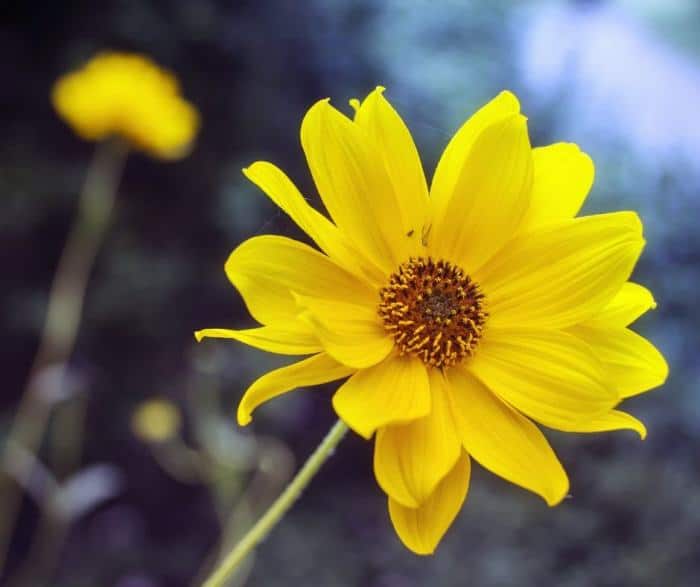 Benefits of Topical Arnica Gel in Arthritis – Healthyy!